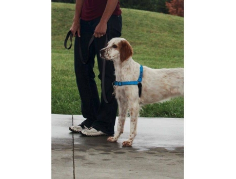 Peitoral para Cães  Refletor (Azul - 53-69cm - Nylon - M - Porte Médio)