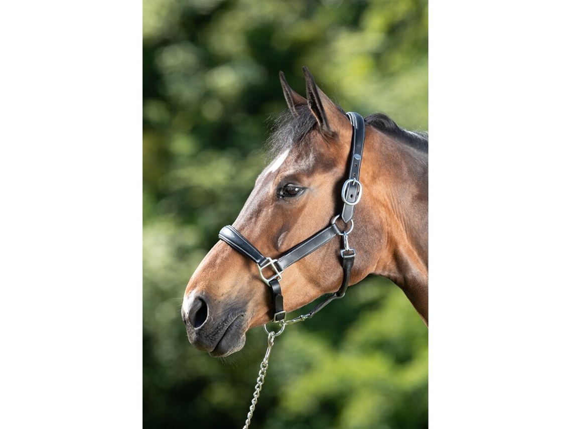 Cabresto de couro para cavalos HFI Grooming