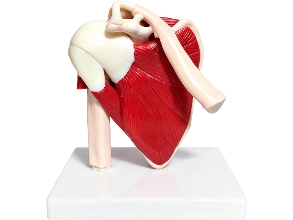 Modelo Anatômico De Aprendizagem Em Pvc
