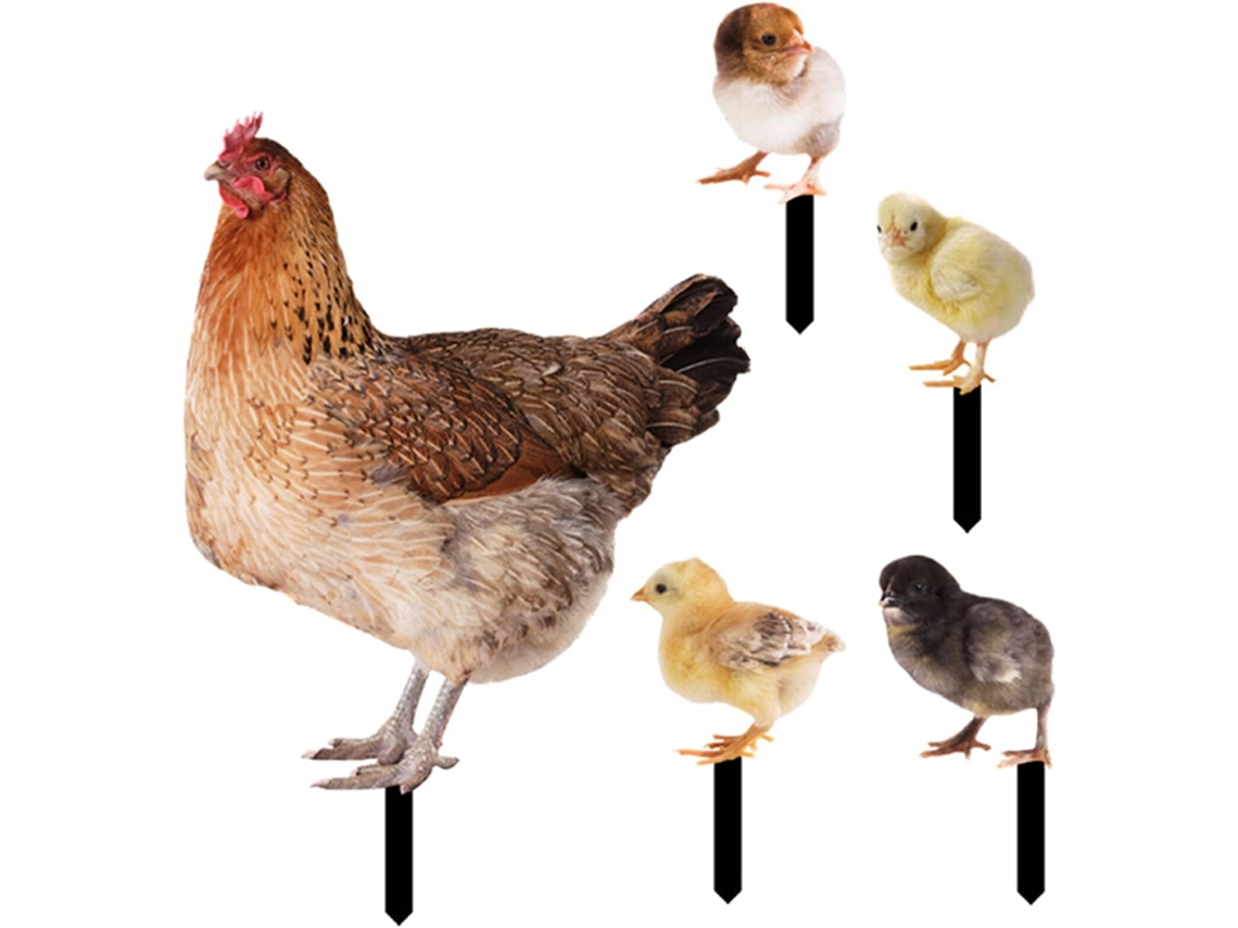 Conjunto De 5 Peças De Acrílico Para Encaixe De Frango Simulado.