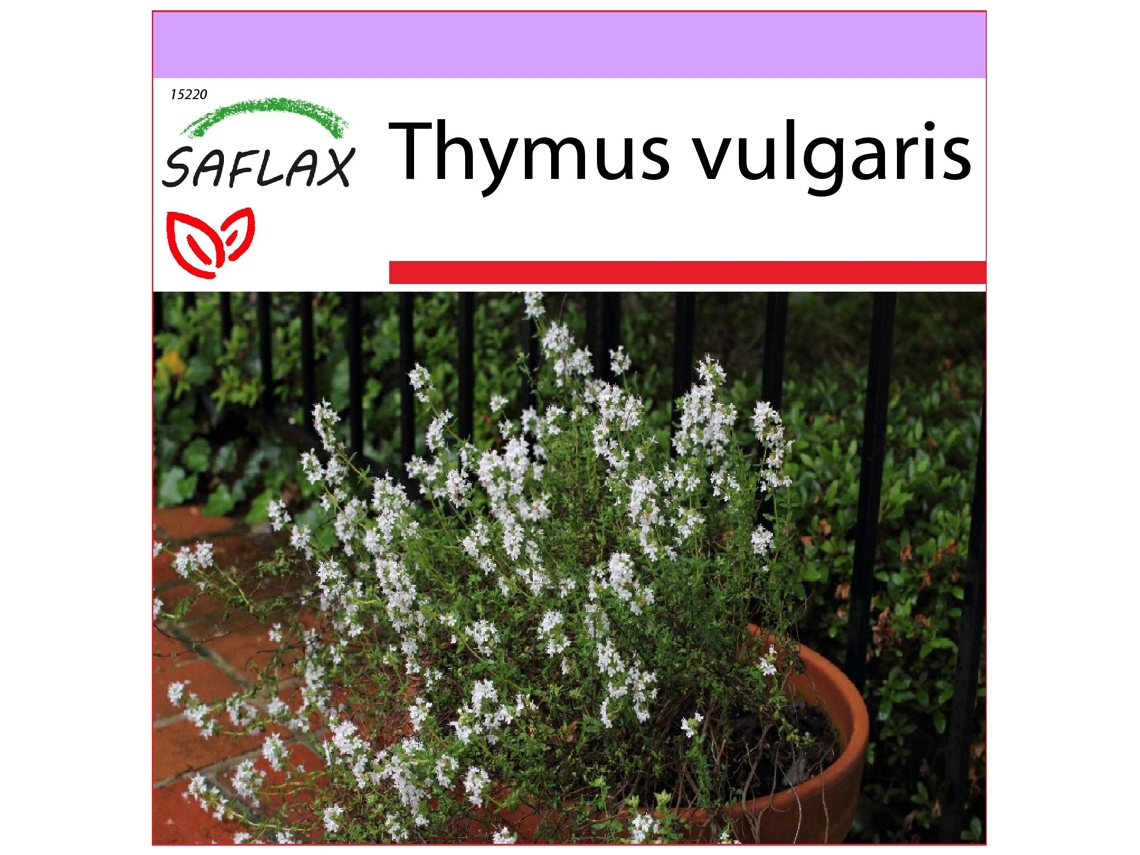 SAFLAX Verdadeiro Tomilho Thymus Vulgaris 200 Sementes