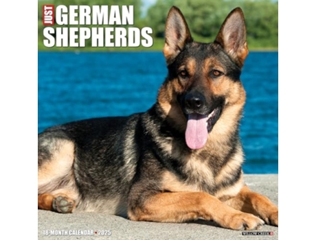 Livro Just German Shepherds 2025 12 X 12 Wall Calendar de Willow Creek Press (Inglês)