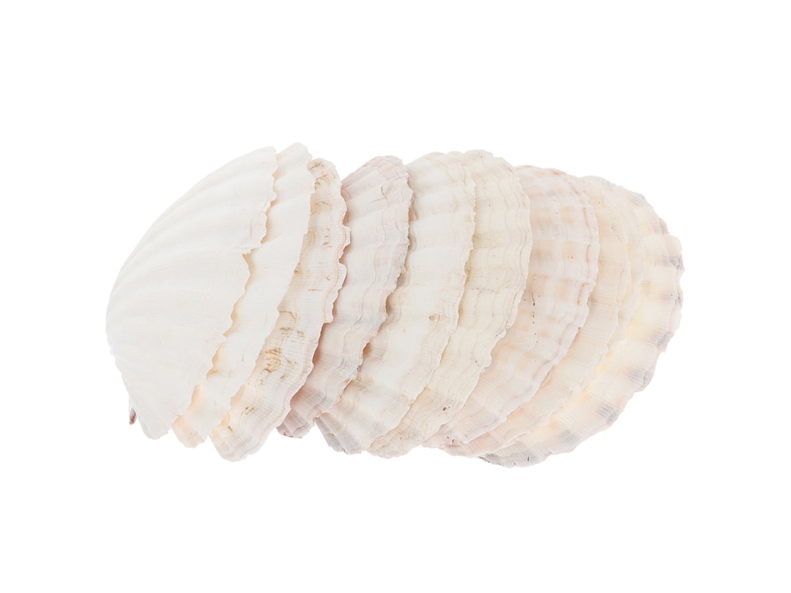 10 Decoraciones De Conchas Marinas Naturales