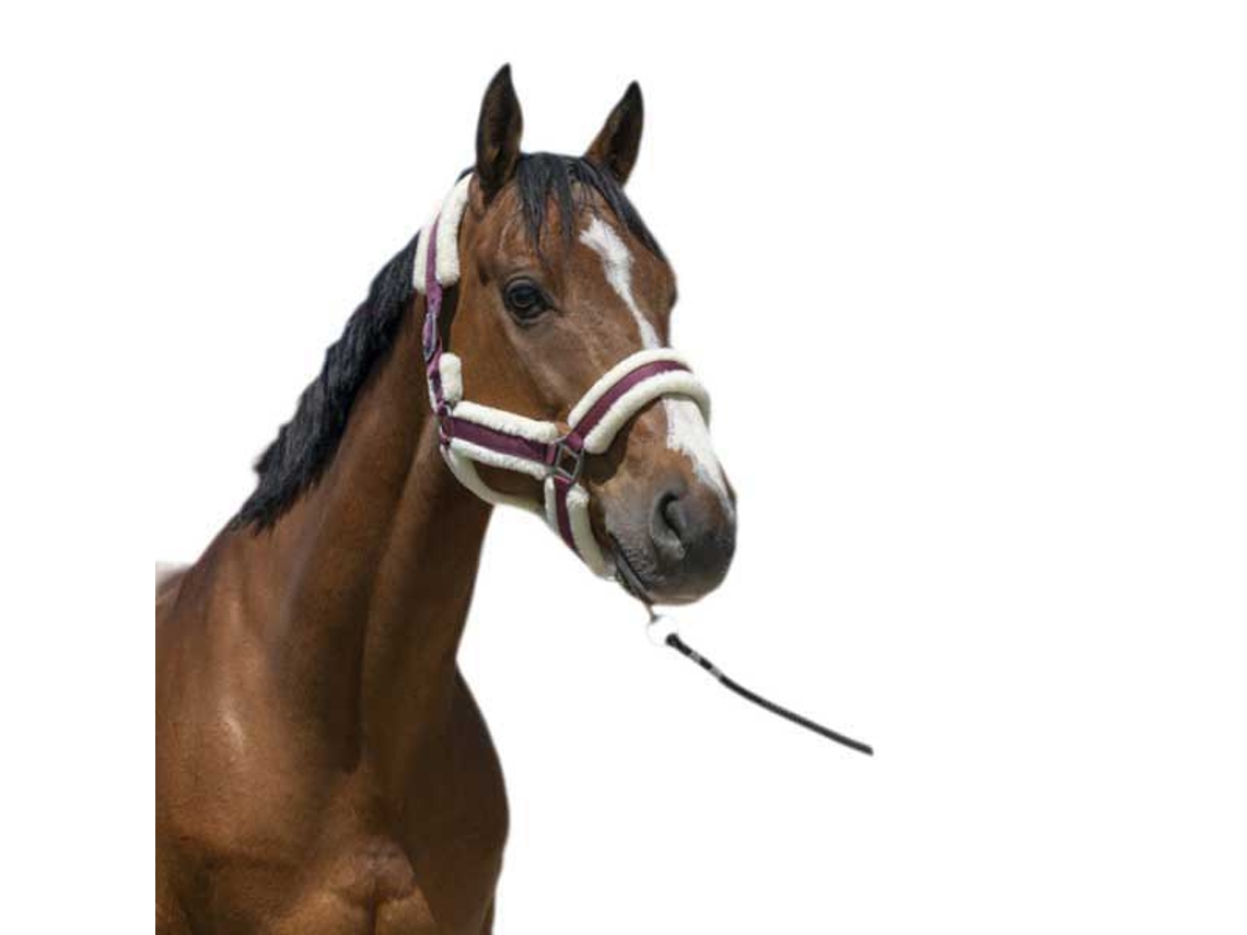 Cabeçada Cosy Vermelho Cobnorton Equestrian