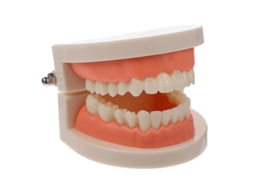 1pcs Modelo De Escovação De Dentes Allinless
