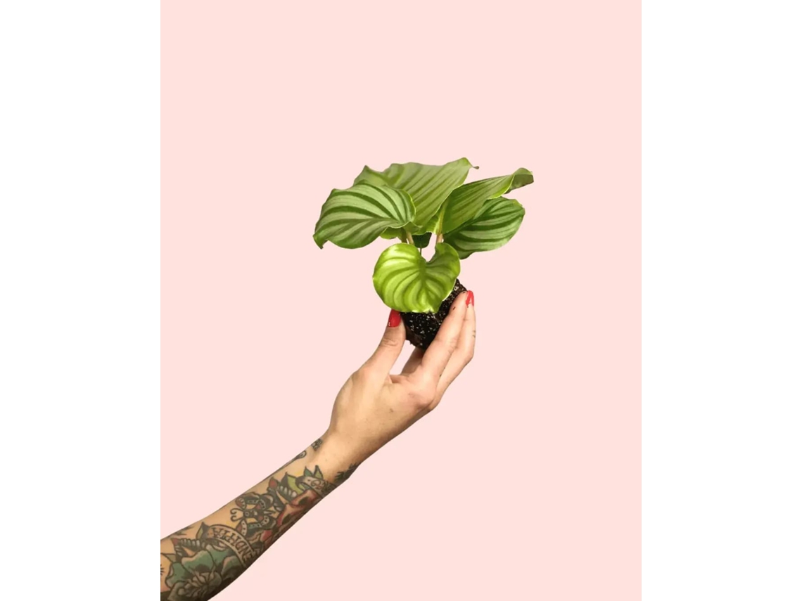 Calathea Orbifolia Mini 7 Cm – Planta Tropical Pet Friendly
