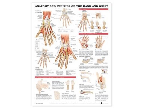 Livro Anatomy and Injuries of the Hand and Wrist Anatomical Chart de Anatomical Chart Company (Inglês)