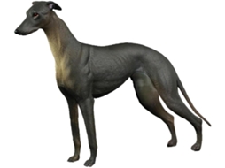 Modelo De Cachorro Selvagem De Plástico Preto, Figura Realista, Brinquedo Educativo Para Meninos