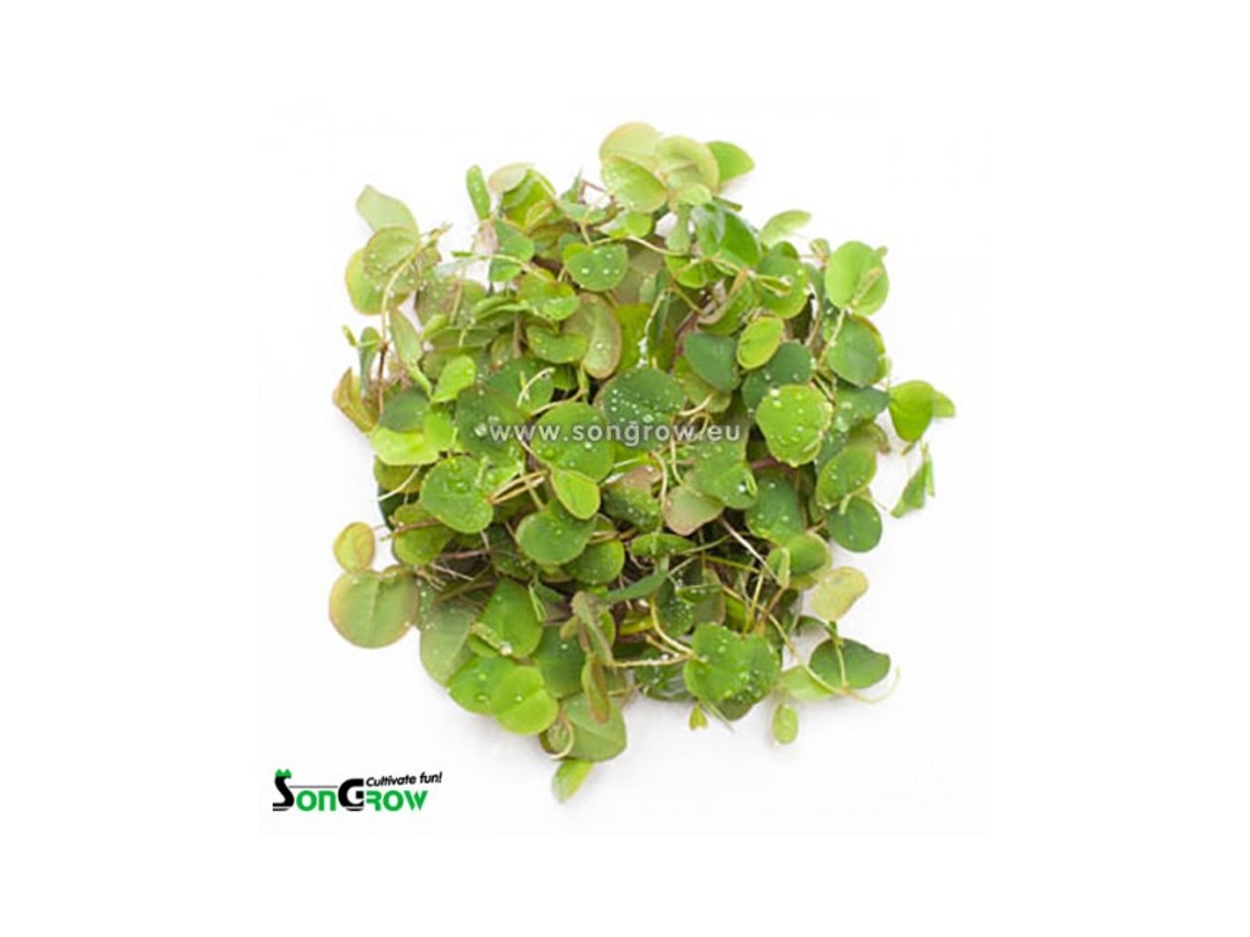 Phyllanthus Fluitans