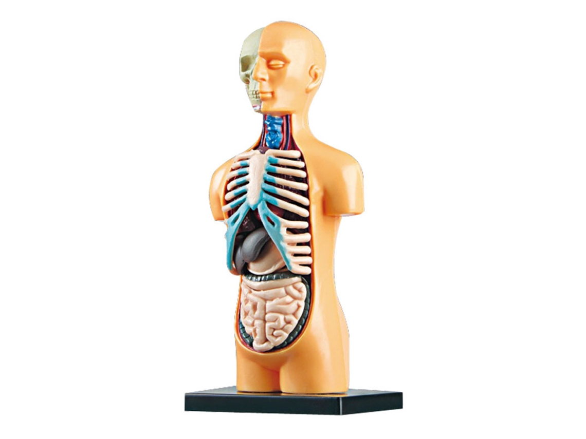 Kit De Aprendizagem De Anatomia Humana Com Modelo De Órgãos E Esqueleto Para Educação Stem E Aula