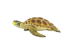 SAFARI Loggerhead Turtle