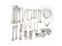 Conjunto de Decoração de Halloween ATS com Caveiras e Esqueletos (28 peças) - Adereços de Terror para Casa Assombrada, Bar e Festas