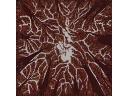 CD Trash Boat - Crown Shyness
