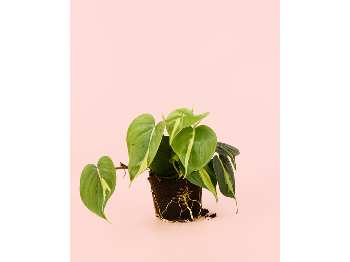Philodendron Brasil | Planta Natural De Interior Tropical E Purificadora | Pur Plant
