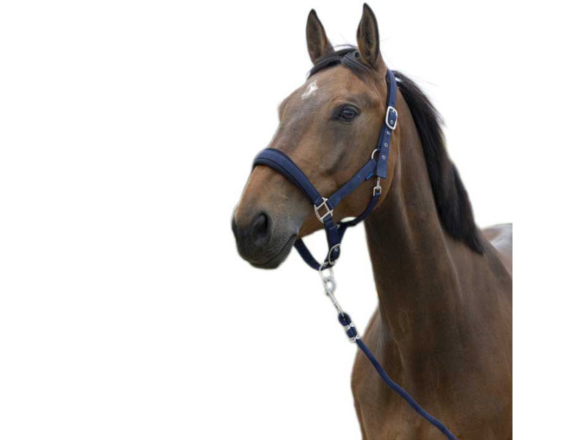Halter&Lead Large Azul Cobnorton Equestrian