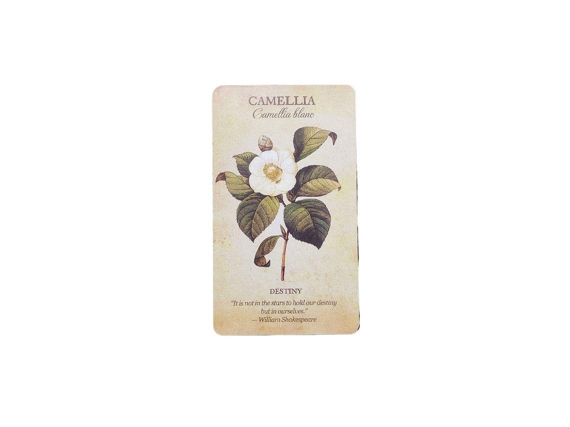Novo Jogo de Cartas Oráculo Popular com Tema de Plantas MDUG (estilo 1)