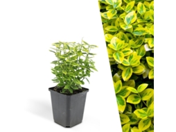 60 Plantas de Arbusto Fusiforme Amarelo, Euonymus Fortunei 'emerald 'n Gold', Cobertura Resistente, Perenes, PLANTS BY FRANK
