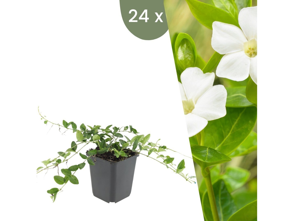 | 24 Plantas De Pervinca Branca | Vinca Minor Alba | Cobertura Do Solo Hardy | Perenes Hardy | Plantas De Jardim Hardy Plants By Frank