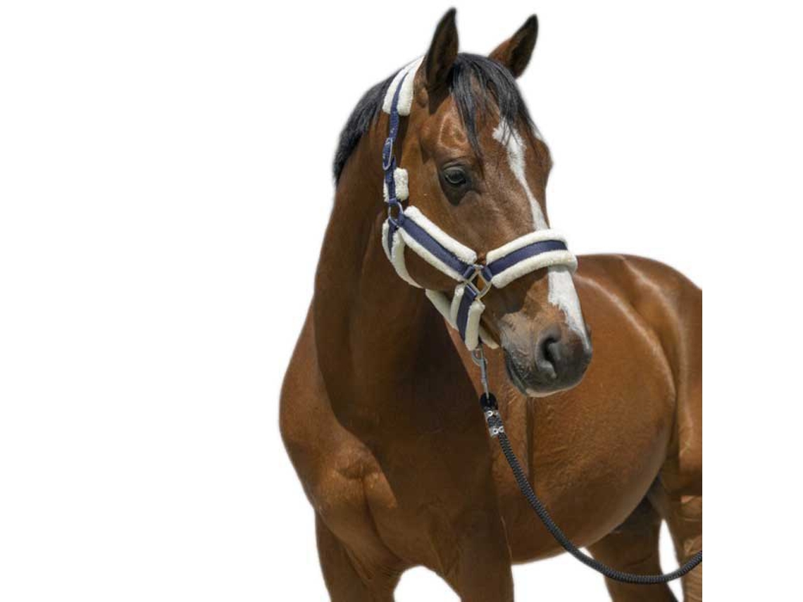 Cabeçada Cosy Azul Ponynorton Equestrian
