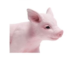 SAFARI Piglet With Mouth Open