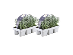 Lavanda azul 12 Lavanda angustifolia - plantas de lavanda resistentes - lavanda verdadeira - plantas de jardim - 12 x Ø7 cm - 15 cm