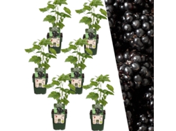 Plants by Frank | 6 plantas de amora | 100 plantas frutíferas orgânicas | Amoras | Plantas de jardim | Plantas resistentes para o jardim
