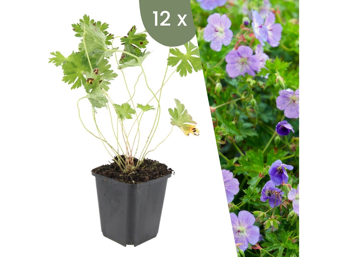 | 12 Plantas De Cranesbill | Geranium Rozanne | Cobertura Do Solo Resistente | Perenes Resistentes | Plantas De Jardim Resistentes Plants By Frank