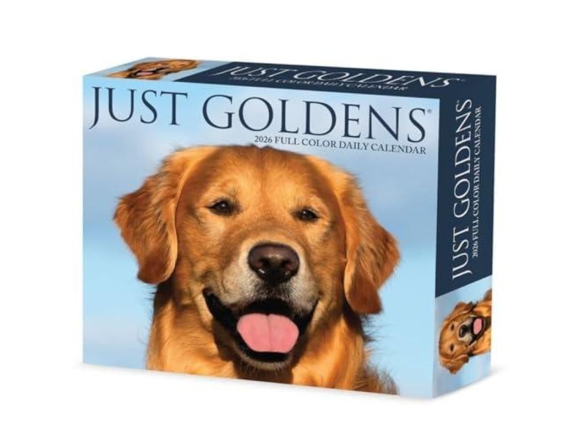 Livro Goldens 2026 Box Calendar de Willow Creek Press (Inglês)