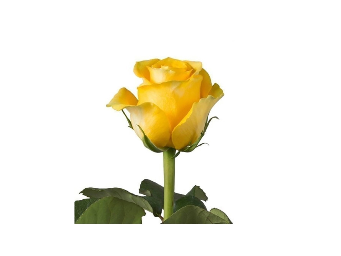 Rosas Variadas | Flor Natural | Ramo De 12 Tallos | 60cm De Alto Amarillas Brighton