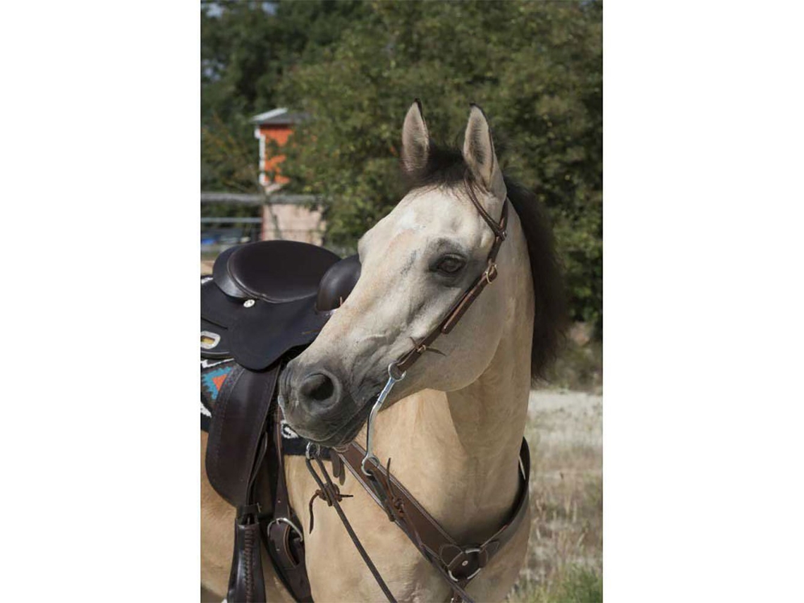 Refrear 1 Ear Verdewestride