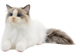 Pelúcia Macio Item, Fofinho Acessório Em Formato Ragdoll Cat,