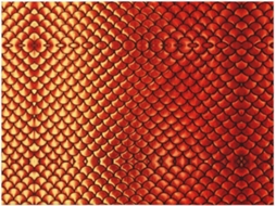 Colcha de Flanela com Estampa Escamas Peixinho Dourado Manta Macia e Aconchegante para Sofá Ou Quarto 101 6