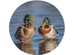 Almofada Redonda Para Cadeira Com Estampa De Dois Patos, Almofada Redonda De Algodão Viscoelástico, Almofada Grossa E