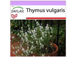 SAFLAX Verdadeiro Tomilho Thymus Vulgaris 200 Sementes