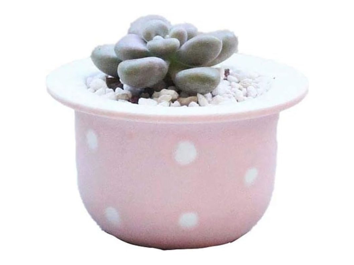 Macetas De Suculentas Mini - Modernas - Cactus - Cerámica - Decoración Interior Hogar Oficina (rosa)