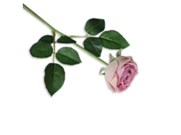 Laxiscreed Rosa Artificial De 43cm Com Talo Único Para Decoração De Interiores