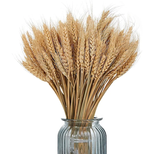Trigo Seco Natural, Buquê de Trigo Seco, Flores Secas para Decoração de Casamentos, Casa, Varanda, Festa, Mesa, Vaso BRILVIBERA (marrom, 40 Cm)