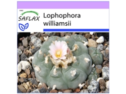 SAFLAX Cacto Peyotl Lophophora Williamsii 20 Sementes