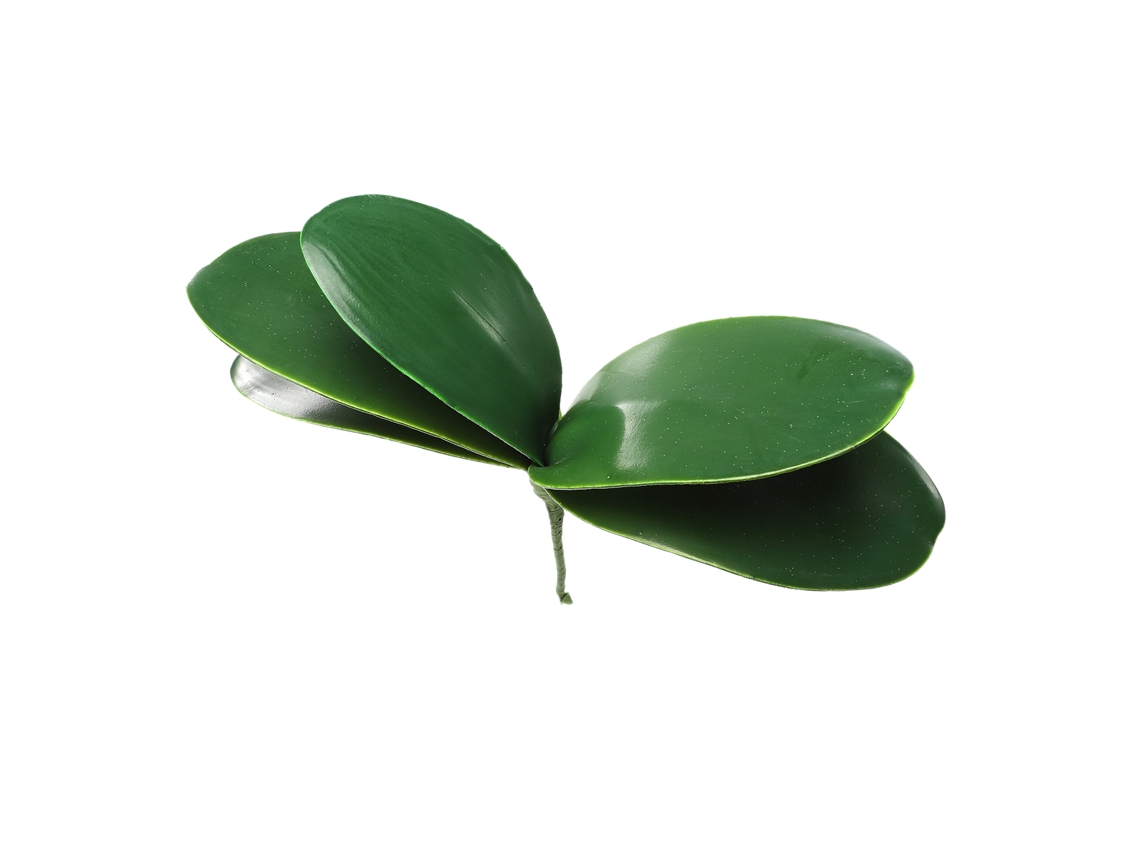 Folhas de Orquídea Phalaenopsis para Decoração LAXISCREED