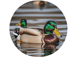 Almofada Redonda Para Cadeira De Jantar Mallard Em Algodão Viscose, Almofada Grossa E Macia Para Cadeira, Ideal Para