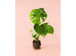Monstera Deliciosa | Costela De Adão | Planta Natural | Pur Plant