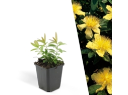 48 Plantas de Erva de São João Hypericum Calycinum Cobertura resistente Perenes (LxAxP cm)