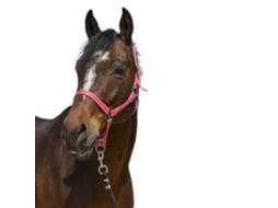 Cabeçada Grooming Rosa Fullnorton Equestrian