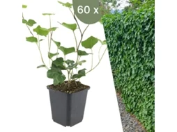 | 60 Plantas De Hera | Hedera Hibernica | Trepadeiras Resistentes | Cobertura Do Solo Perene Plants By Frank