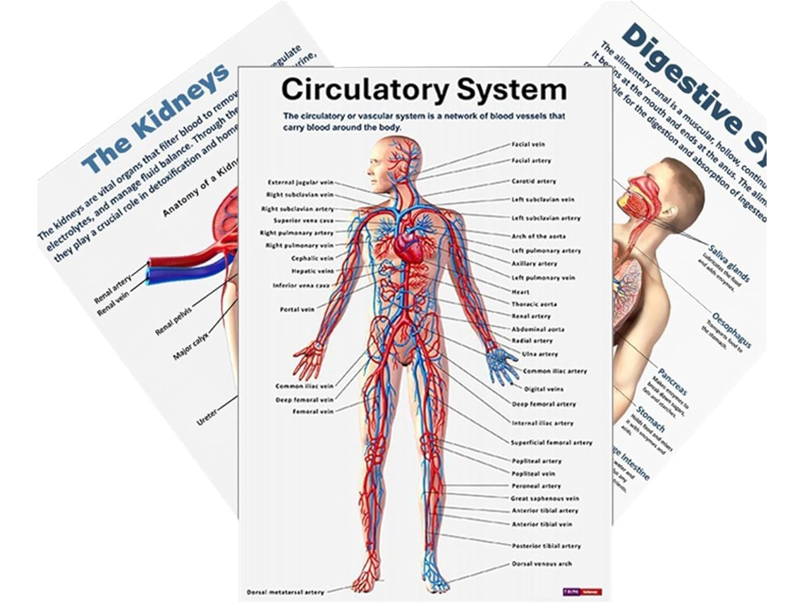 Pôsteres Genéricos De Anatomia Humana Conjunto 16 Sobre O Sistema Nervoso, Mapas Anatômicos