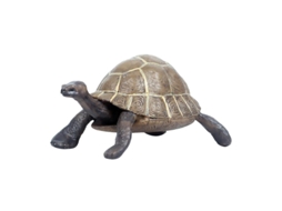 1pcs Ornamento De Tartaruga Allinless