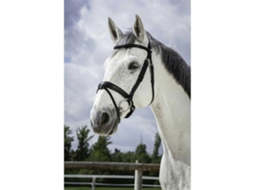 Cabeçada Soft Cinzento Cobnorton Equestrian