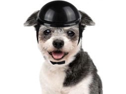 Capacete para cães e gatos pequenos, preto TAISHENGDA | TAISHENGDA