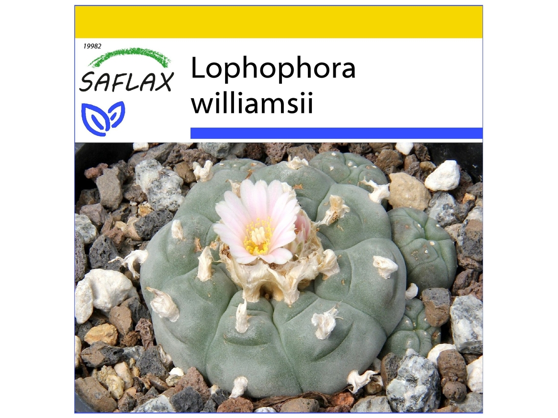 SAFLAX Conjunto de Cultivo Cacto Peyotl Lophophora Williamsii 20 Sementes com Mini Estufa Substrato de Cultivo e 2 Vasos