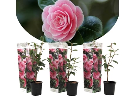 Plantas com Flores PLANT IN A BOX Camellia Japonica Bonomiana Conjunto de 3 Pote 9Cm Altura 25-40Cm